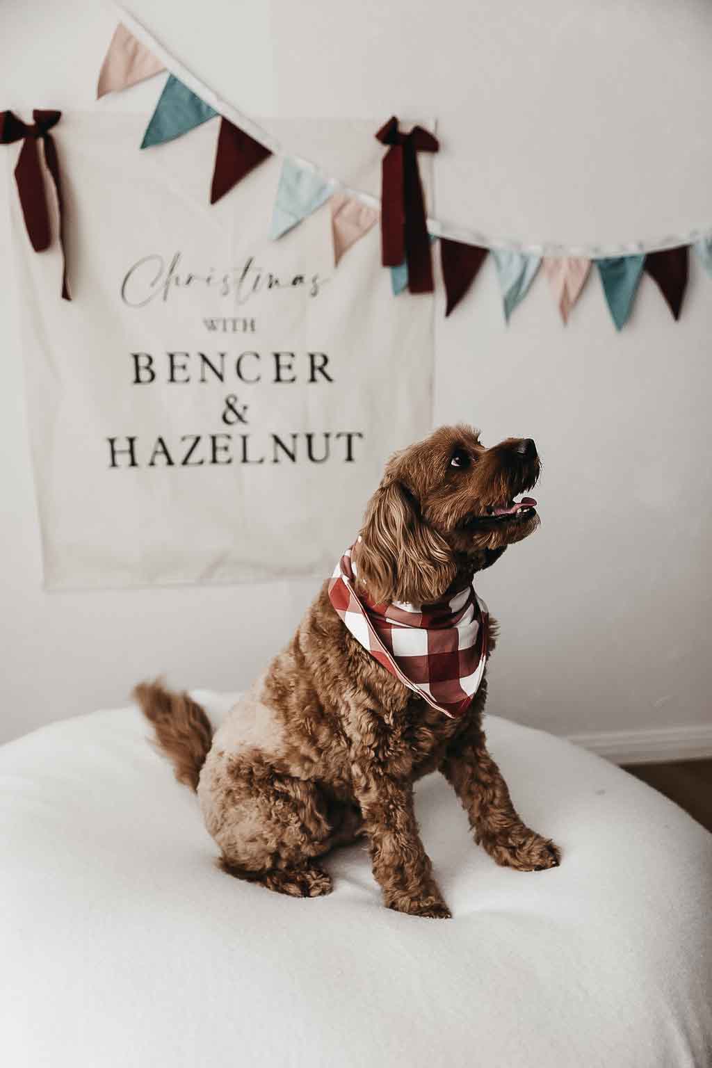 Dog Bandana - Peshal Diamond