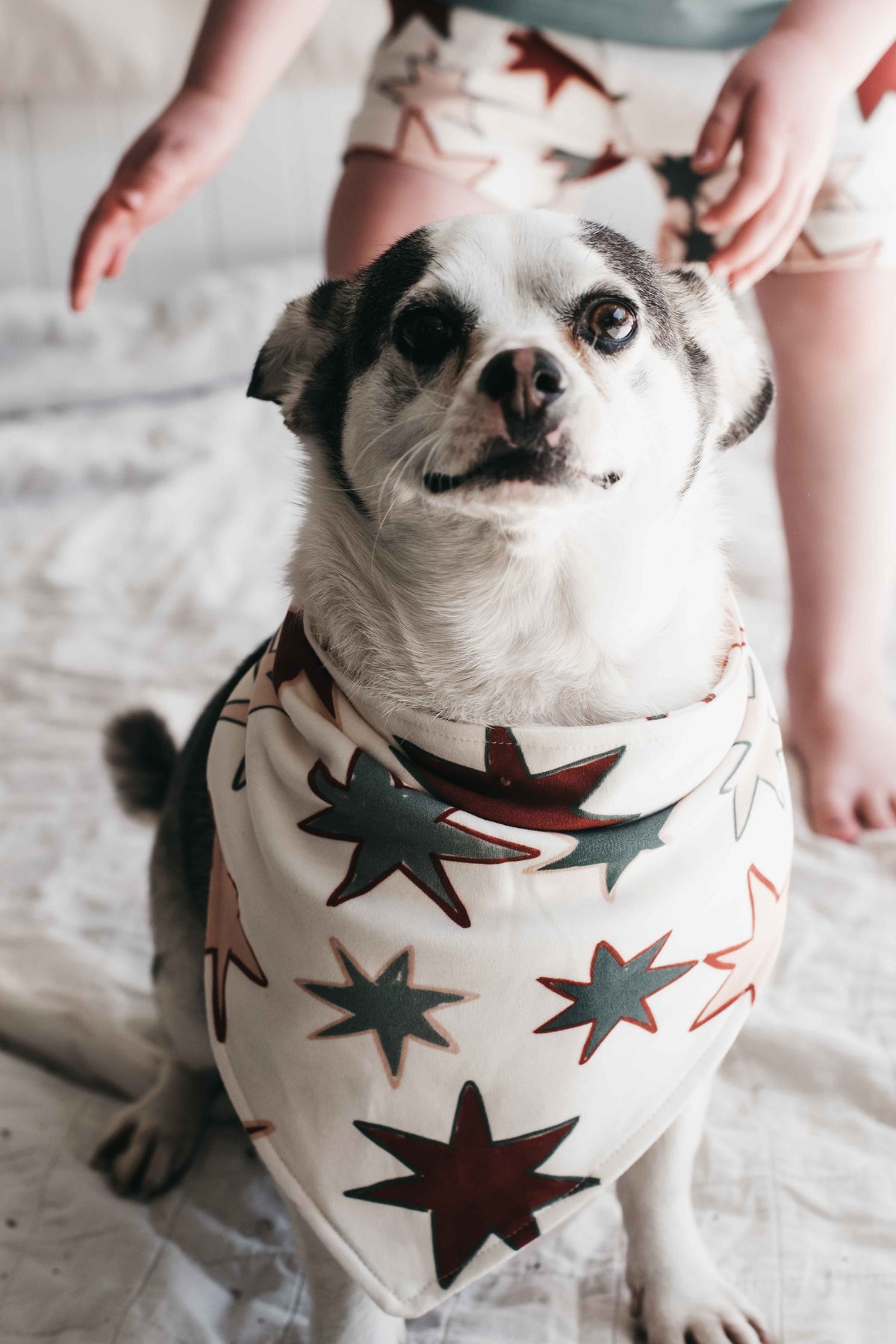Dog Bandana - Star of Wonder