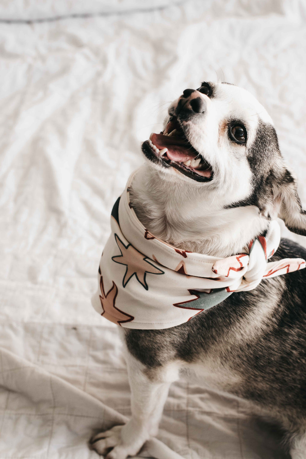 Dog Bandana - Star of Wonder