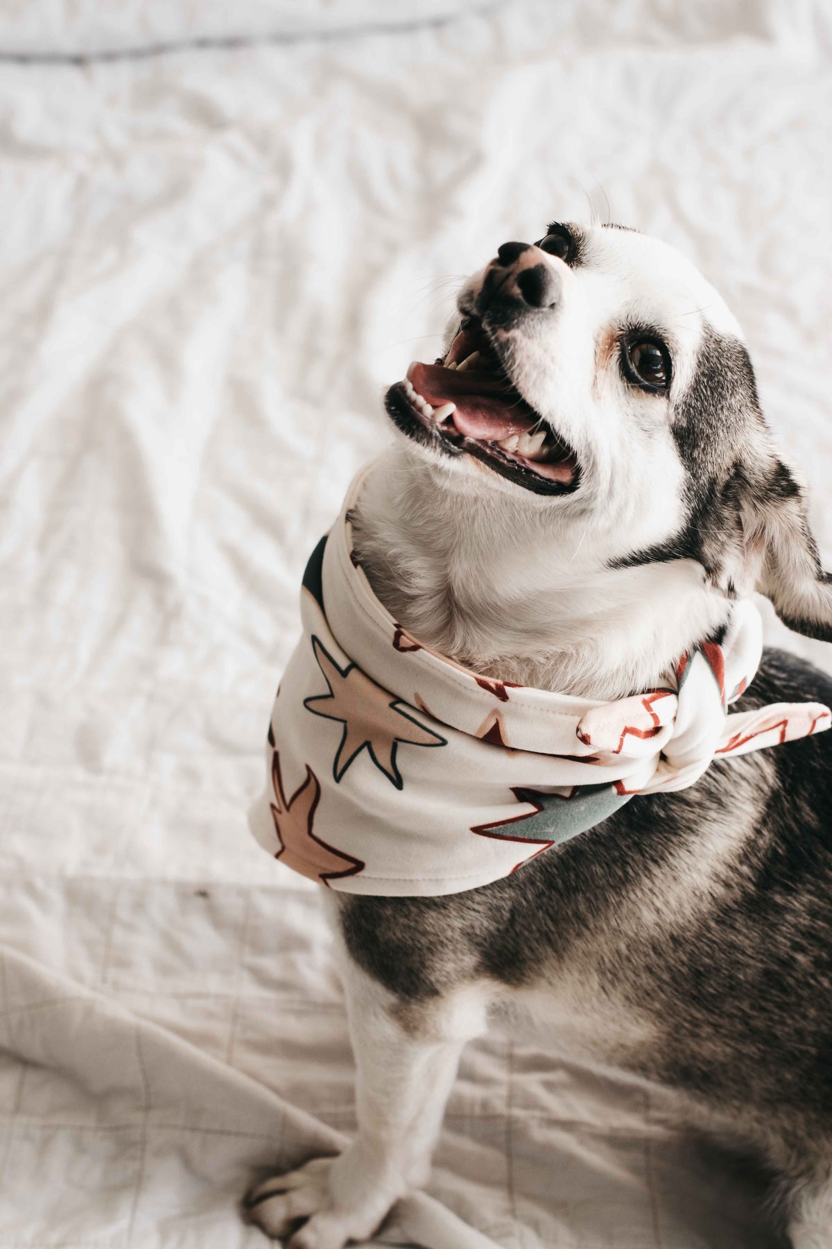 Dog Bandana - Star of Wonder