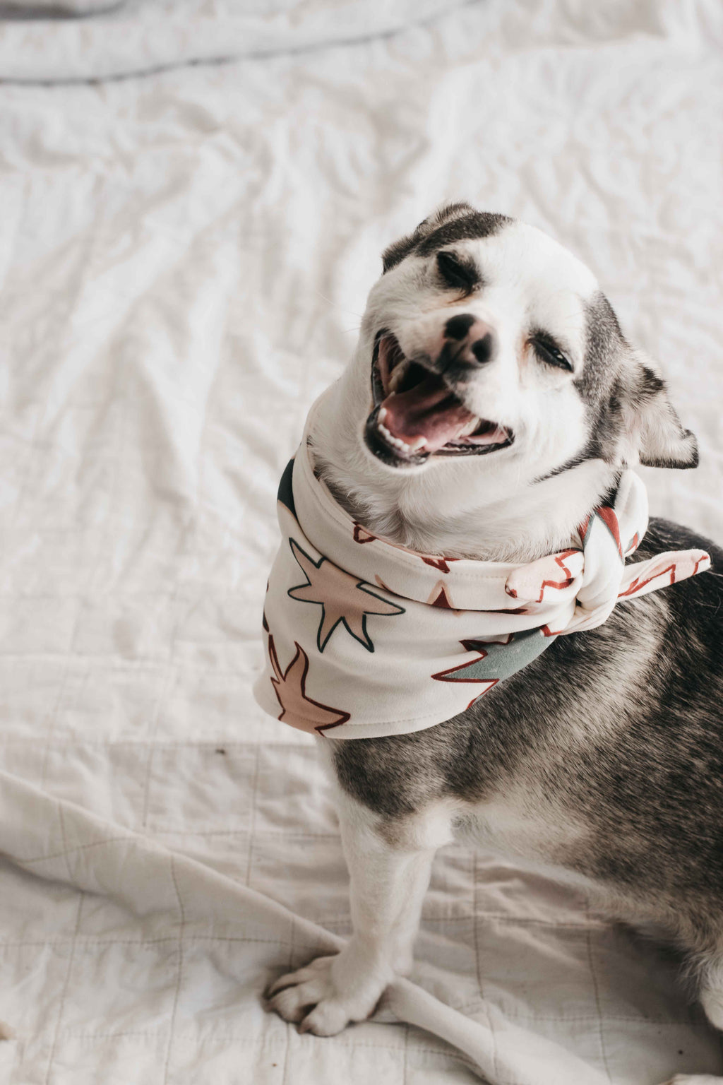 Dog Bandana - Star of Wonder