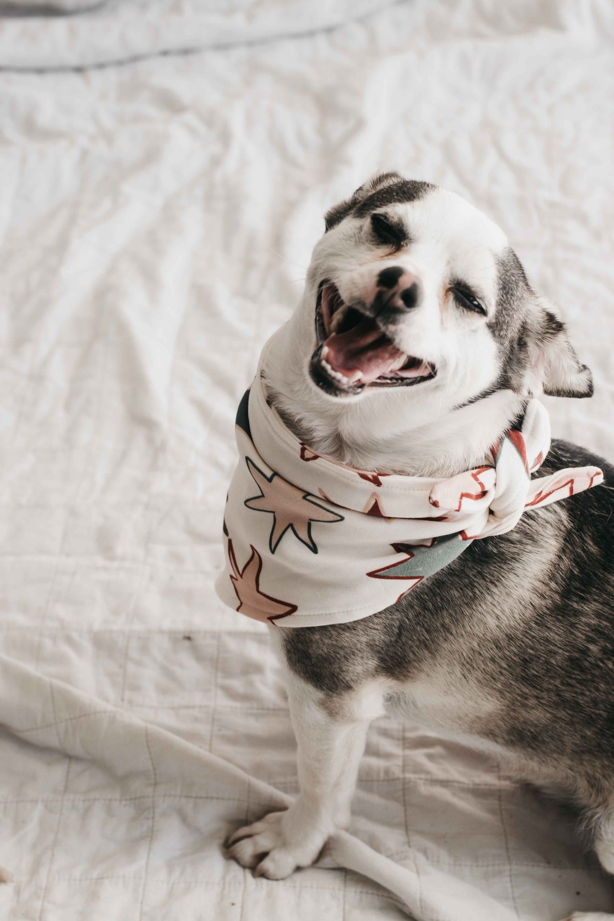 Dog Bandana - Star of Wonder