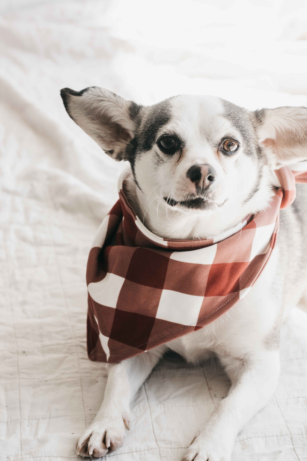 Dog Bandana - Gingham
