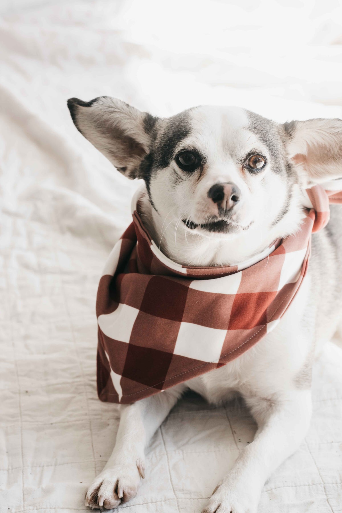 Dog Bandana - Gingham