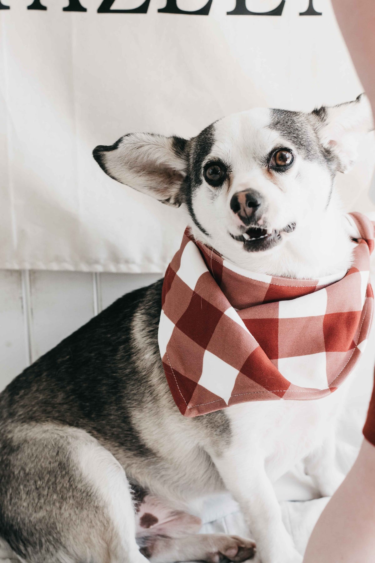Dog Bandana - Gingham