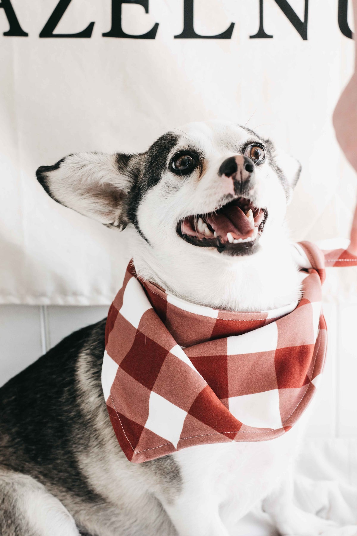 Dog Bandana - Gingham