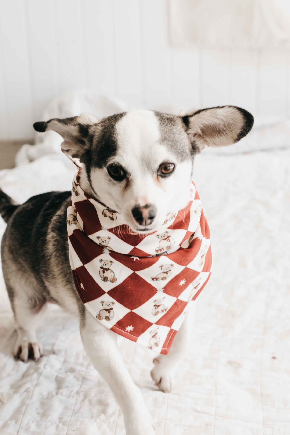 Dog Bandana - Peshal Diamond